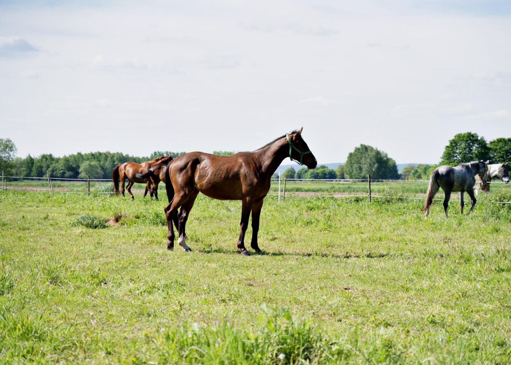 Nadwislanska - Lipowa, 11km Od Zator, Energylandia Apartment *